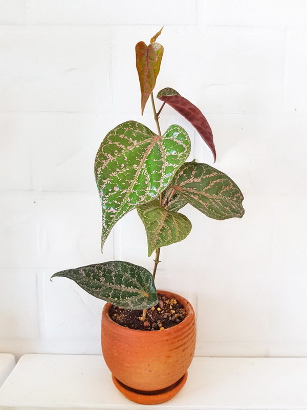 ���ѡ��� 10 ��Դ ���ŧ��� ��١�������й͡��ҹ