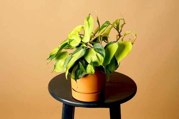 ���ѡ��� 10 ��Դ ���ŧ��� ��١�������й͡��ҹ