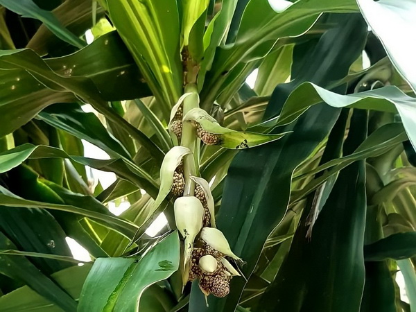 5 �ת���Ţͧ�� �����⪤���