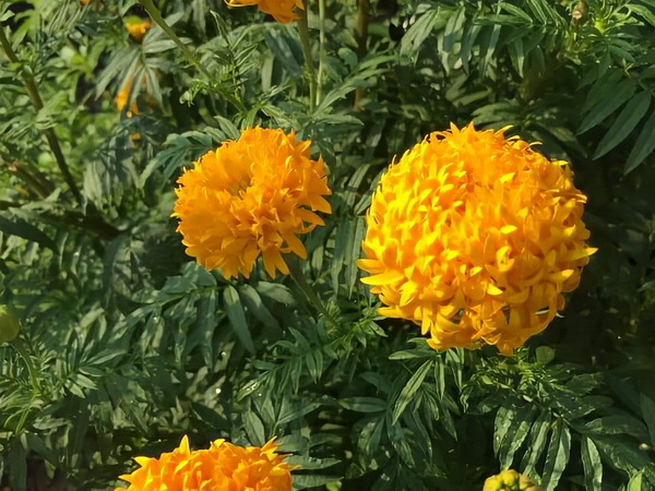 5 �ת���Ţͧ�� �����⪤���