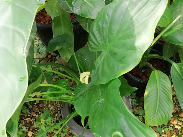 5 �ת���Ţͧ�� �����⪤���