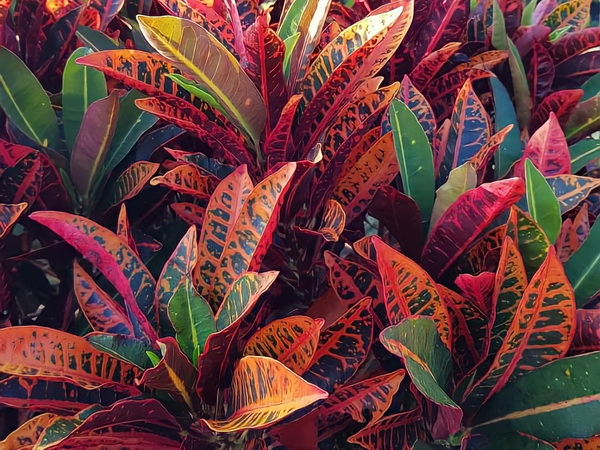 5 �ת���Ţͧ�� �����⪤���