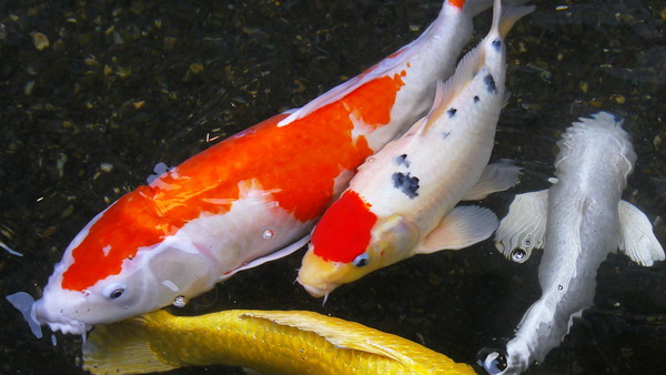 ��ҹ�⪤ ���������§ �������ѧ��觤���������