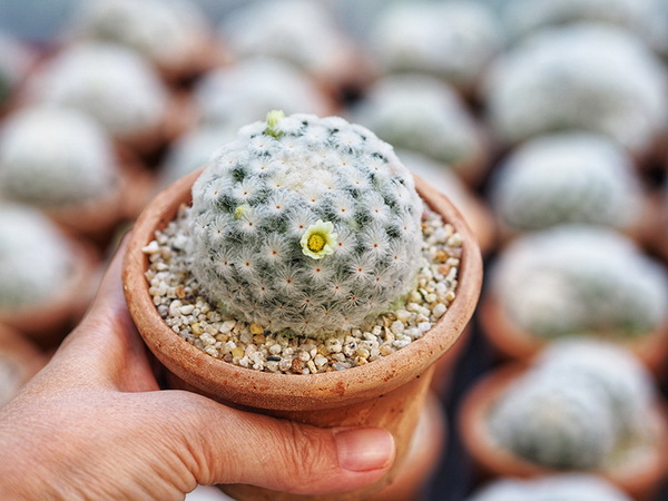 10 แคคตัสปลูกง่าย ออกดอกสวย สายพันธ์ุแมม