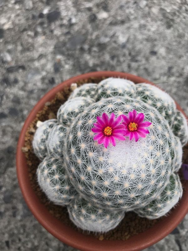 10 แคคตัสปลูกง่าย ออกดอกสวย สายพันธ์ุแมม