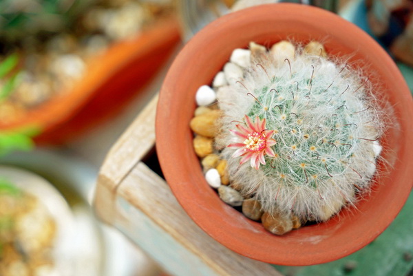 10 แคคตัสปลูกง่าย ออกดอกสวย สายพันธ์ุแมม