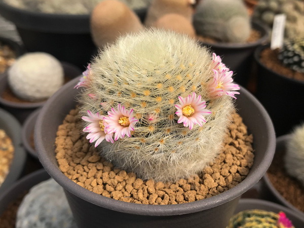 10 แคคตัสปลูกง่าย ออกดอกสวย สายพันธ์ุแมม