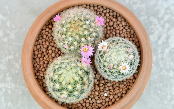 10 แคคตัสปลูกง่าย ออกดอกสวย สายพันธ์ุแมม