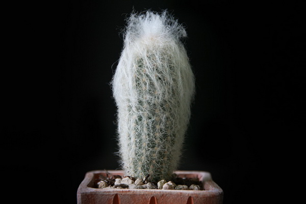 10 แคคตัสปลูกง่าย ออกดอกสวย สายพันธ์ุแมม