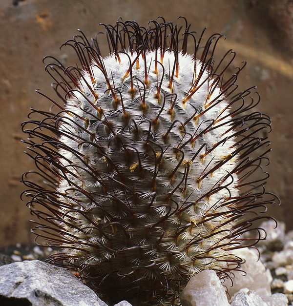 10 แคคตัสปลูกง่าย ออกดอกสวย สายพันธ์ุแมม