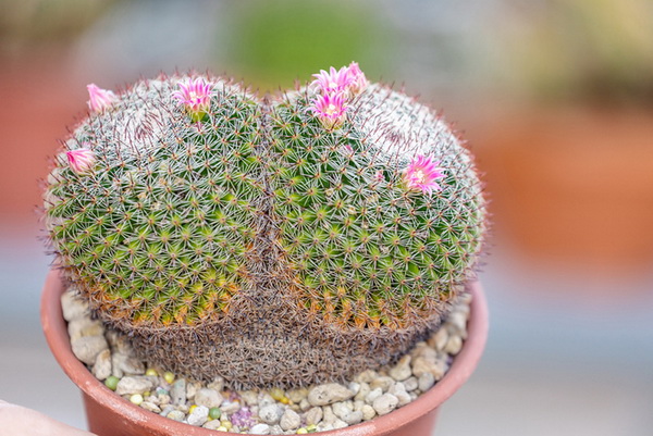 10 แคคตัสปลูกง่าย ออกดอกสวย สายพันธ์ุแมม