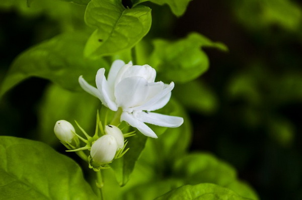 �Ըշ���������ʹ�ѡ �͡�͡-�͡�� �ҡ���