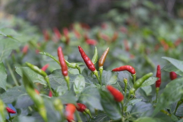 �Ըշ���������ʹ�ѡ �͡�͡-�͡�� �ҡ���