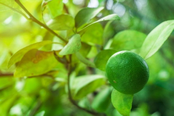 ෤�Ԥ��駵���� ����͡�ż�Ե��ʹ��