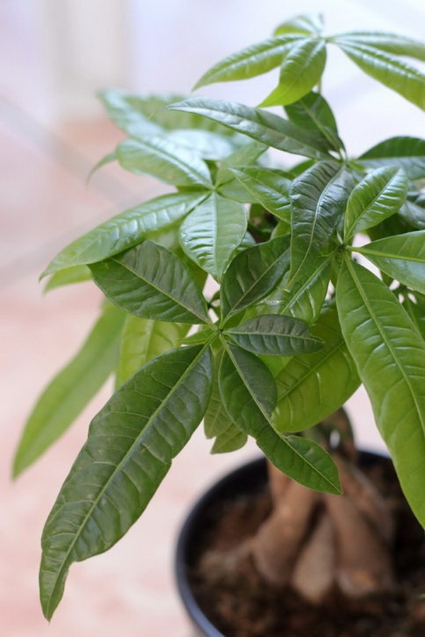 แนะนำต้นไม้นำโชค ปี 2565 ปลูกแล้วดี ปลูกแล้วรวย