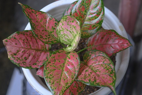 แนะนำต้นไม้นำโชค ปี 2565 ปลูกแล้วดี ปลูกแล้วรวย