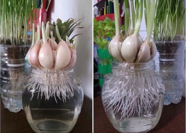 วิธีคืนชีพผัก 7 ชนิด สามารถนำกลับมาปลูกใหม่ได้