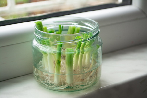 วิธีคืนชีพผัก 7 ชนิด สามารถนำกลับมาปลูกใหม่ได้