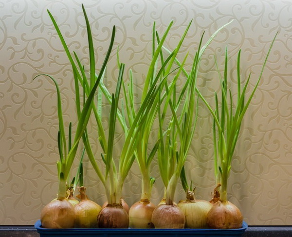 วิธีคืนชีพผัก 7 ชนิด สามารถนำกลับมาปลูกใหม่ได้