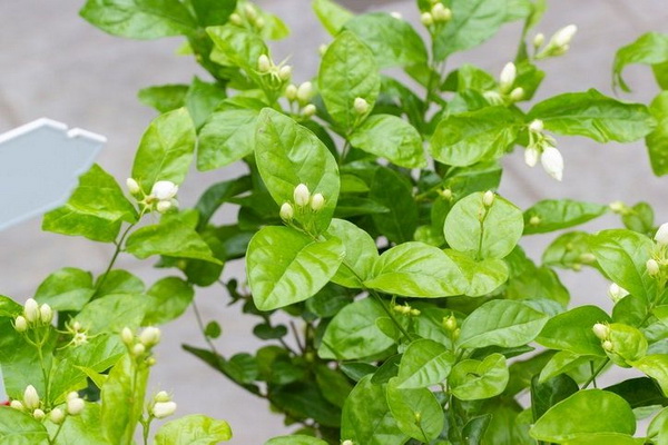 10 ������١㹺�ҹ ����Ŵ�������´