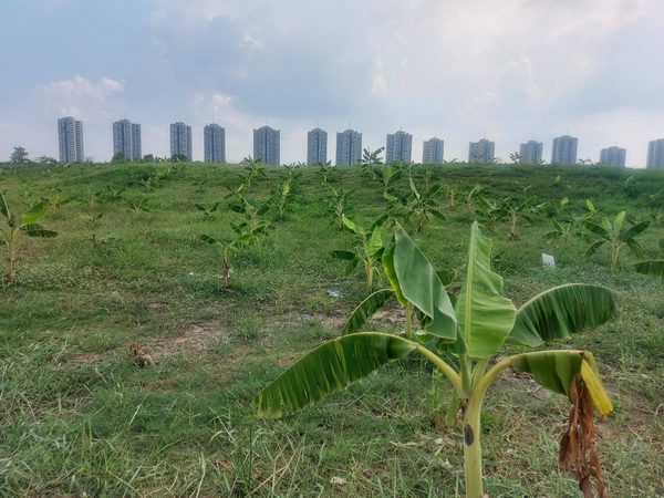 ���ᾤ ���չ�� ����¹���Թ���� 50 ��� ���ǹ����� ������鹷��������