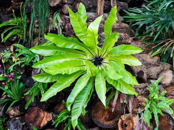 �Ը�������Ţ����ҹẺ������Ũ�ԧ