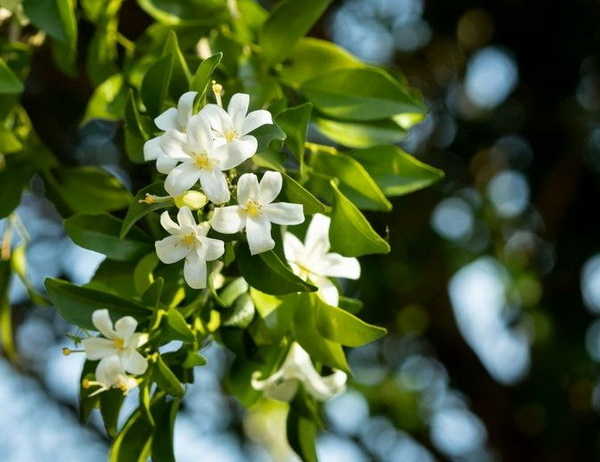 ����ѹ������������ ����١��дѺ��ҹ