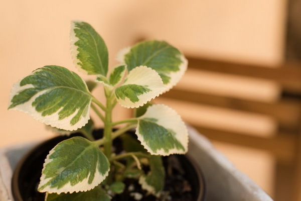 ����ѹ������������ ����١��дѺ��ҹ