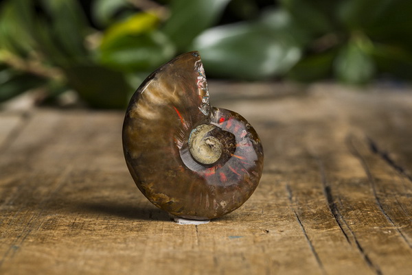 �Թ��⪤ 12 ���� �ͧ�觺�ҹ���� �����⪤���