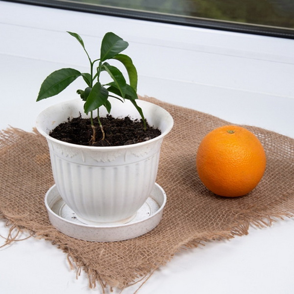 7 �����Թ���ǹӡ�Ѻ�һ�١�����