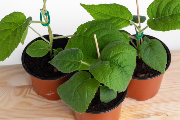 7 �����Թ���ǹӡ�Ѻ�һ�١�����