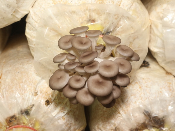 8 สายพันธุ์เห็ดน่าปลูก พร้อมวิธีเพาะเห็ดไว้กินเองที่บ้าน