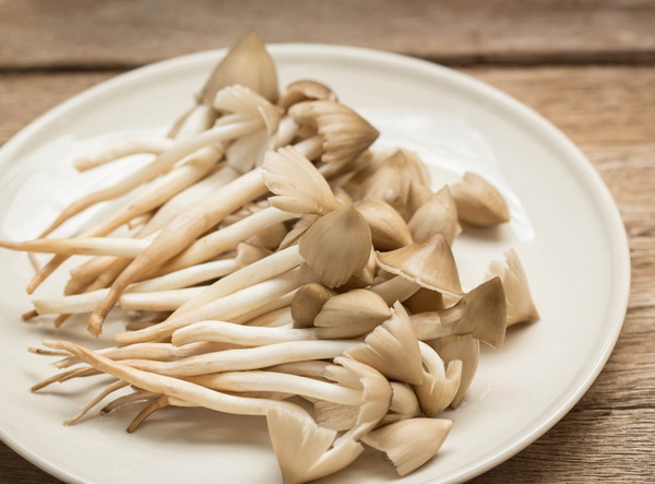 8 สายพันธุ์เห็ดน่าปลูก พร้อมวิธีเพาะเห็ดไว้กินเองที่บ้าน