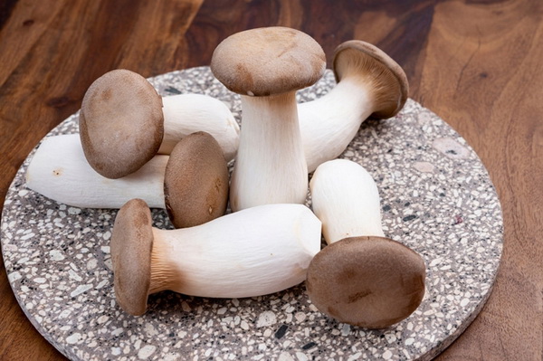 8 สายพันธุ์เห็ดน่าปลูก พร้อมวิธีเพาะเห็ดไว้กินเองที่บ้าน