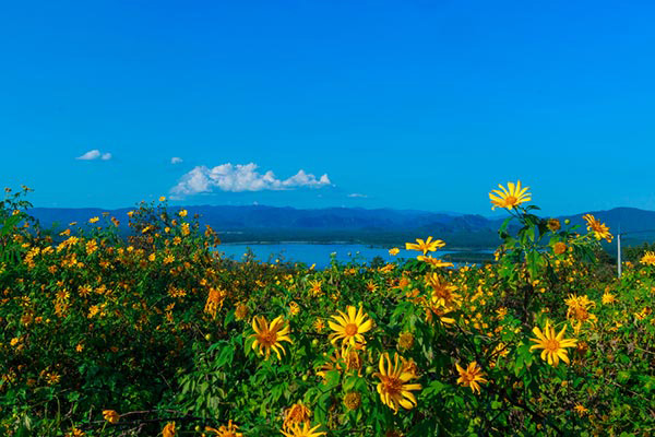 ทุ่งดอกบัวตอง แม่เมาะ จังหวัดลำปาง