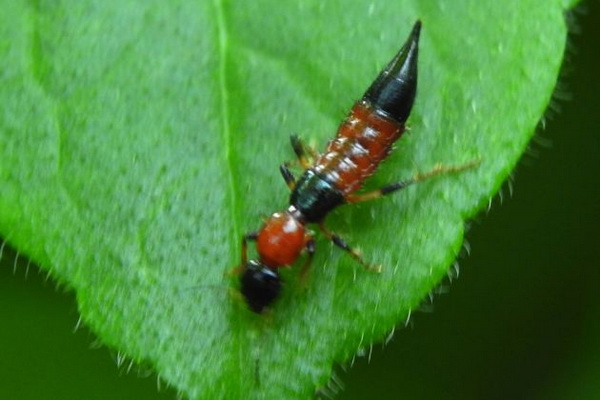 7. แมลงก้นกระดก