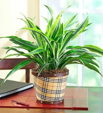 10. ซุ้มกระต่าย