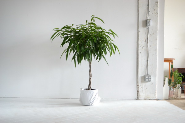 11. ไทรใบเล็ก