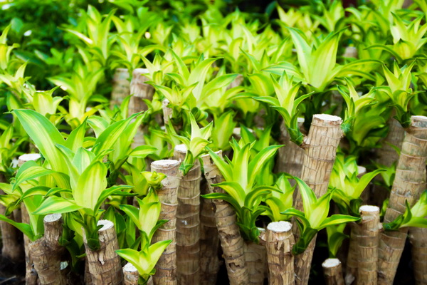 12. วาสนาอธิษฐาน