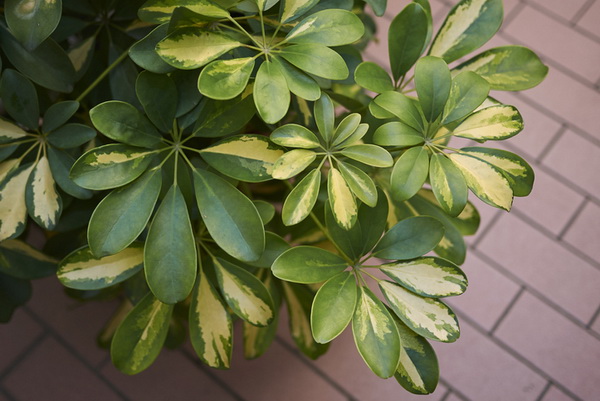 14. หนวดปลาหมึก