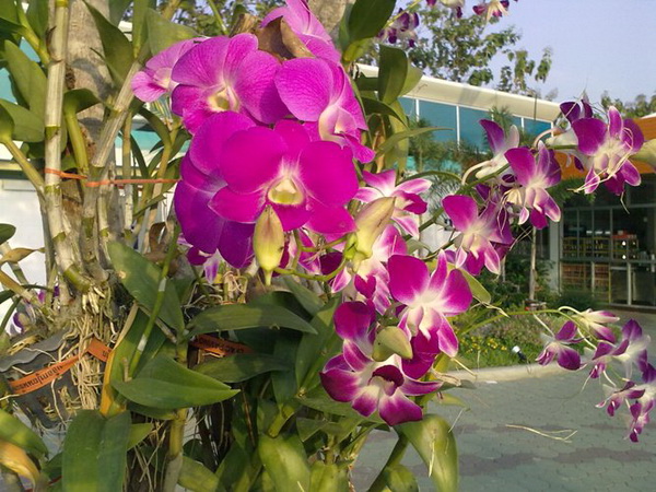 15. กล้วยไม้พันธุ์หวาย