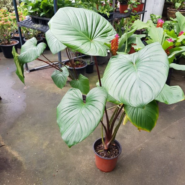 19. เสน่ห์จันทร์แดง