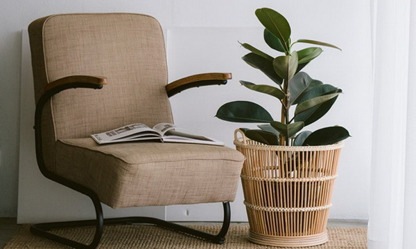 6. ยางอินเดีย