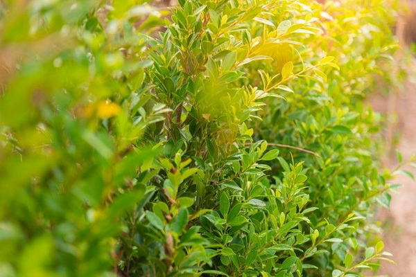 1. ไทรเกาหลี