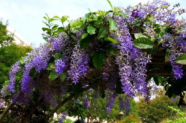 5. พวงครามออสเตรเลีย