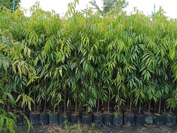 6. อโศกอินเดีย