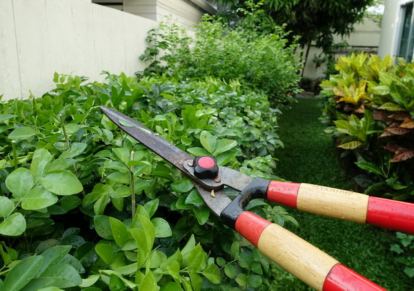 17. ตัดแต่งต้นไม้