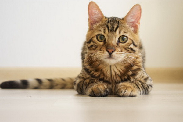 5. สัตว์เลี้ยง