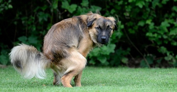 3. อึ-ฉี่ ข้อควรระวัง หากบ้านไหนเลี้ยงสัตว์ เพื่อไม่ให้กระทบเพื่อนบ้านได้