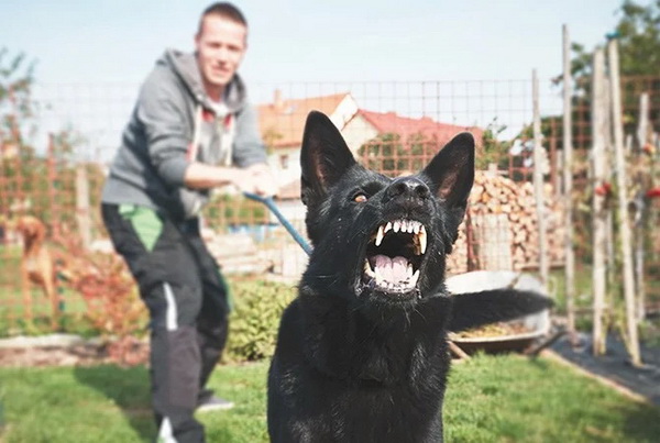 5. ออกจากบ้านต้องมีสายจูง ข้อควรระวัง หากบ้านไหนเลี้ยงสัตว์ เพื่อไม่ให้กระทบเพื่อนบ้านได้